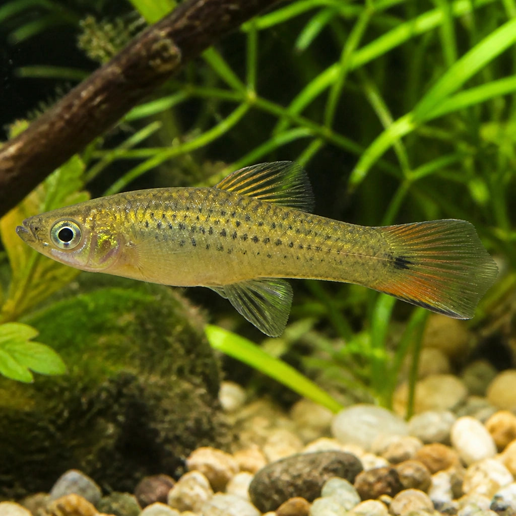 Xiphophorus pigmaeus — tropical fish for sale UK — AI natural aquarium view