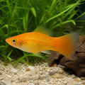 Xiphophorus variatus orange gold — tropical fish for sale UK — AI natural aquarium view