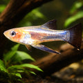 Yellow Belly, Sickle Girard — tropical fish for sale UK — AI hero driftwood view