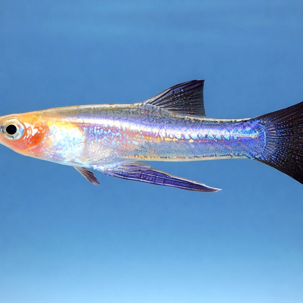 Yellow Belly, Sickle Girard — tropical fish for sale UK — AI side clean view
