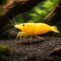 Yellow Fire Shrimp (Neocaridina davidi) — AI hero driftwood view