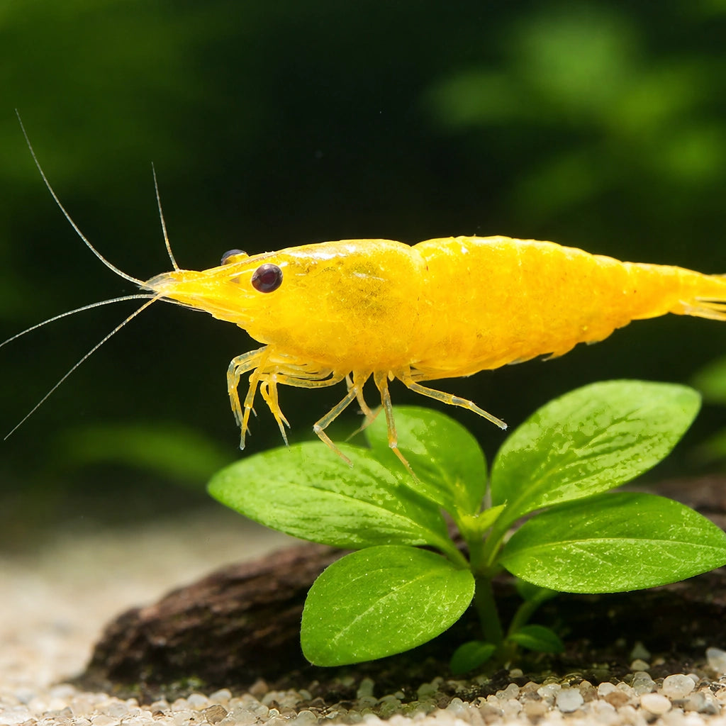 Yellow Fire Shrimp (Neocaridina davidi) — AI scale plant view