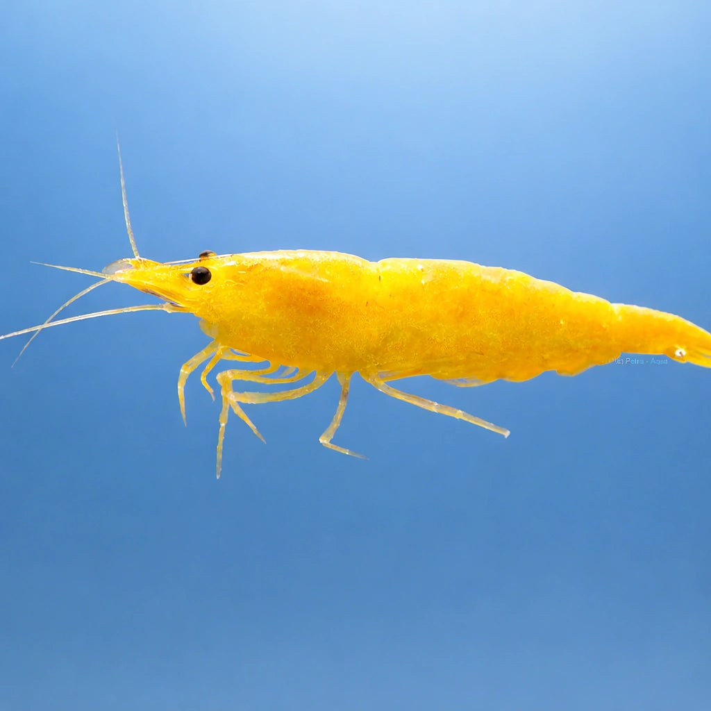 Yellow Fire Shrimp (Neocaridina davidi) — AI side clean view