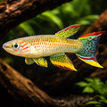 Yellow-Green Killie, Gabon — tropical fish for sale UK — AI hero driftwood view