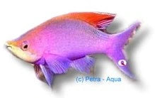 Yellowstriped Fairy Basslet Pseudanthias tuka medium marine fish with yellow striping in a reef aquarium