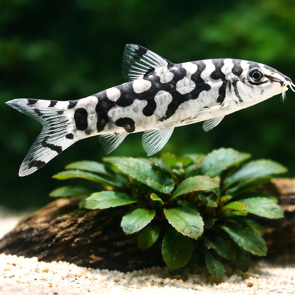 Yoyo Loach — Loach &amp; Algae Eater for sale UK — AI scale plant view