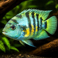Zebra Cichlid — tropical fish for sale UK — AI hero driftwood view