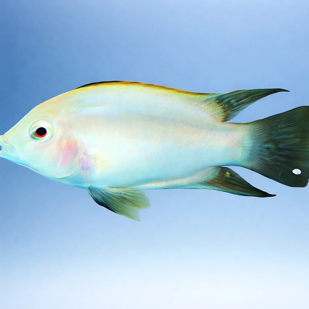 Zebra Cichlid xant. — tropical fish for sale UK — AI side clean view