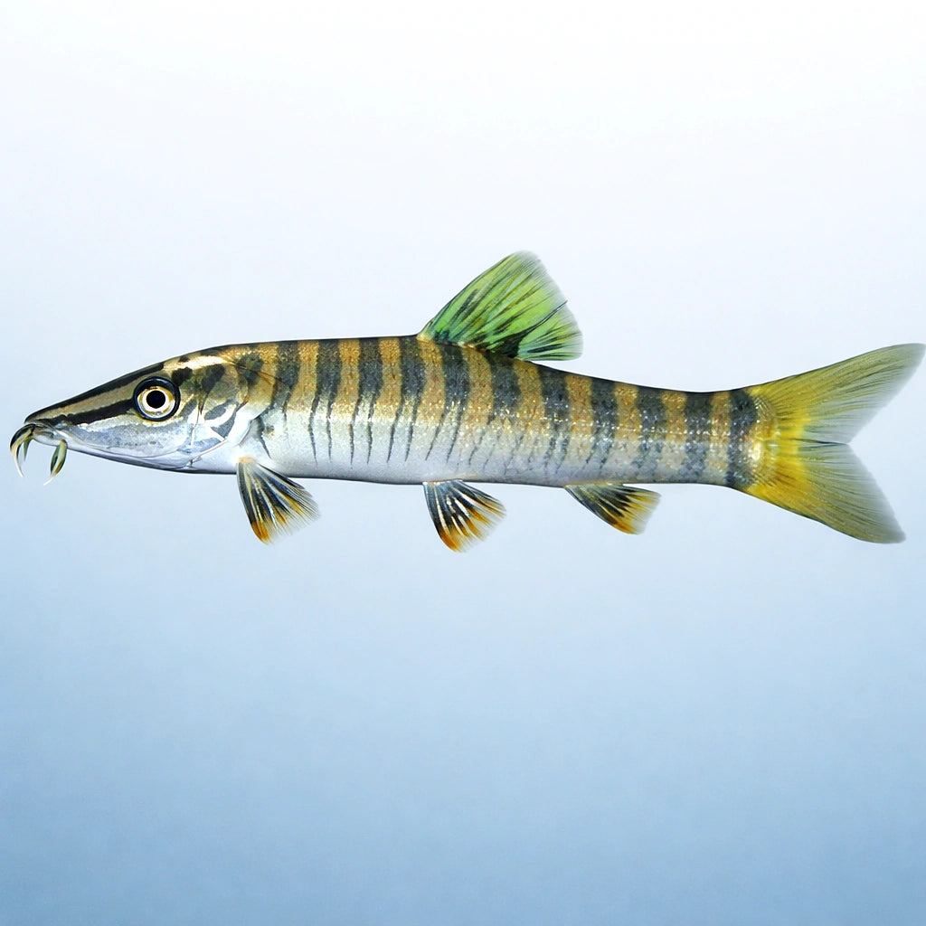 Zebra Loach, Banded Loach — tropical fish for sale UK — AI side clean view