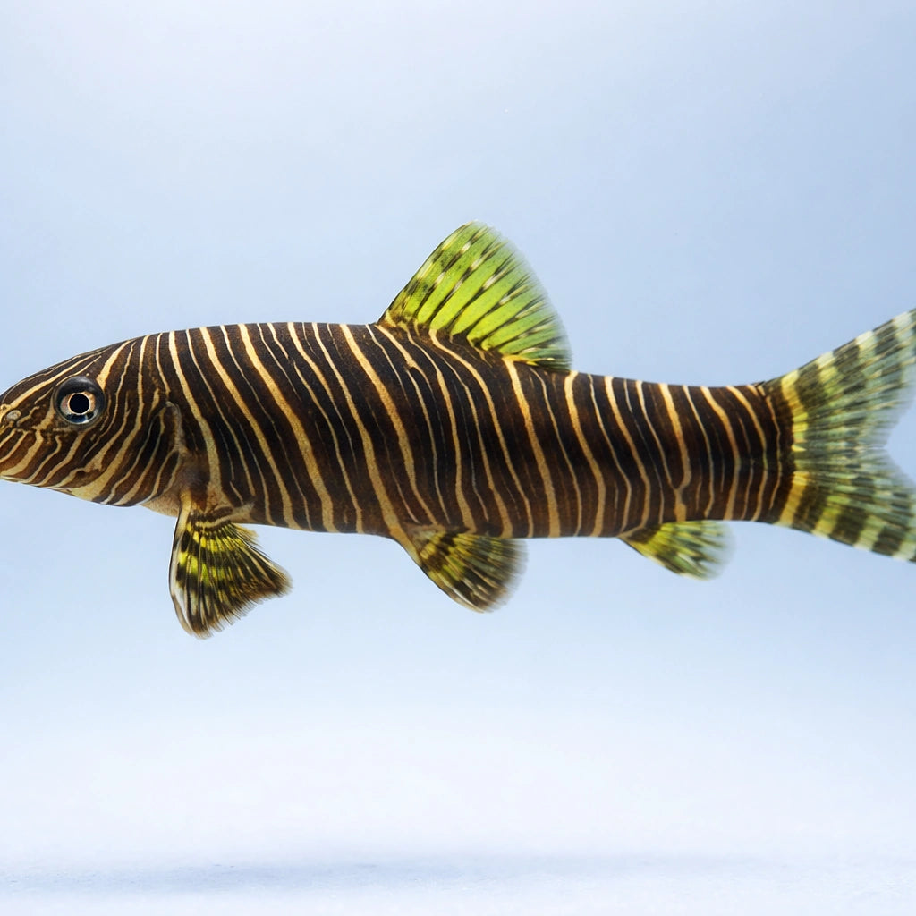 Zebra Loach — tropical fish for sale UK — AI side clean view