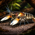 Zebra Lobster zebra — tropical fish for sale UK — AI hero driftwood view