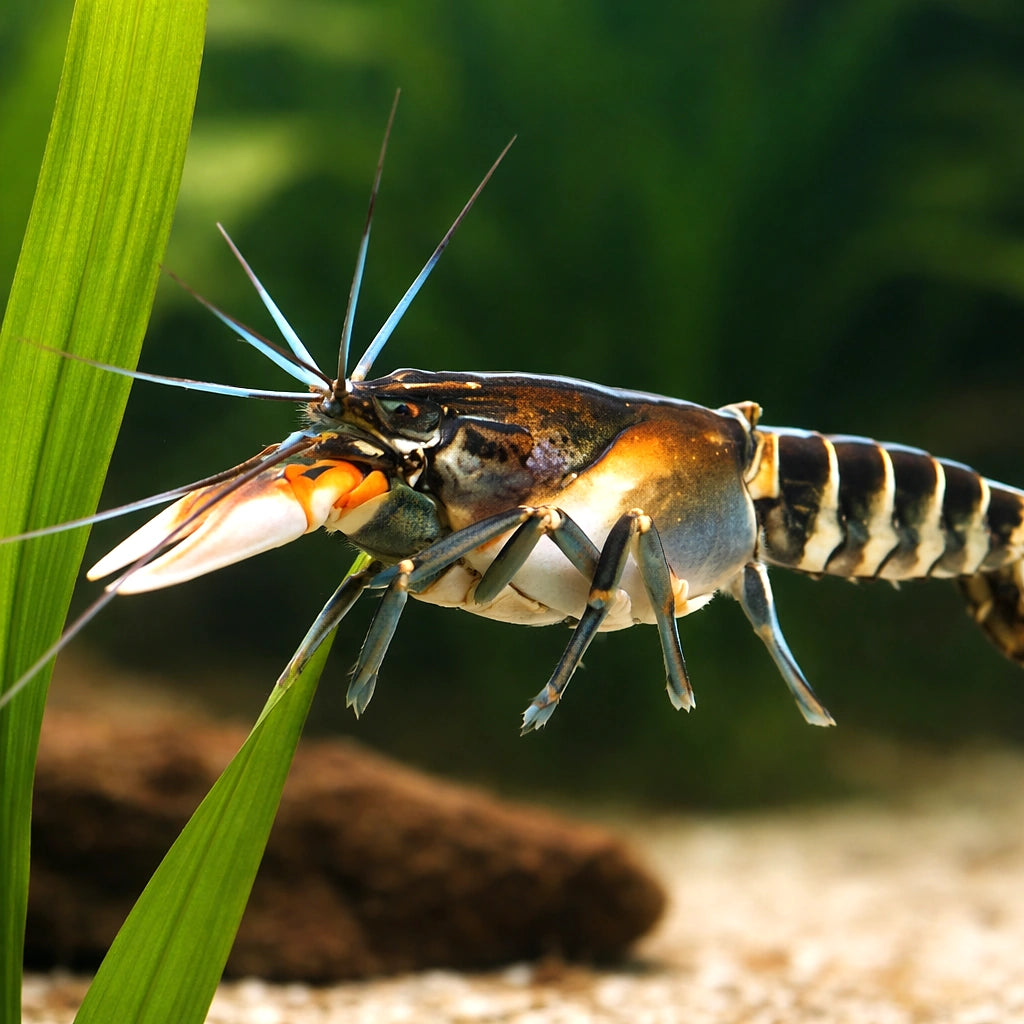Zebra Lobster zebra — tropical fish for sale UK — AI scale plant view