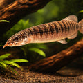Zebra Spiny Eel — tropical fish for sale UK — AI hero driftwood view