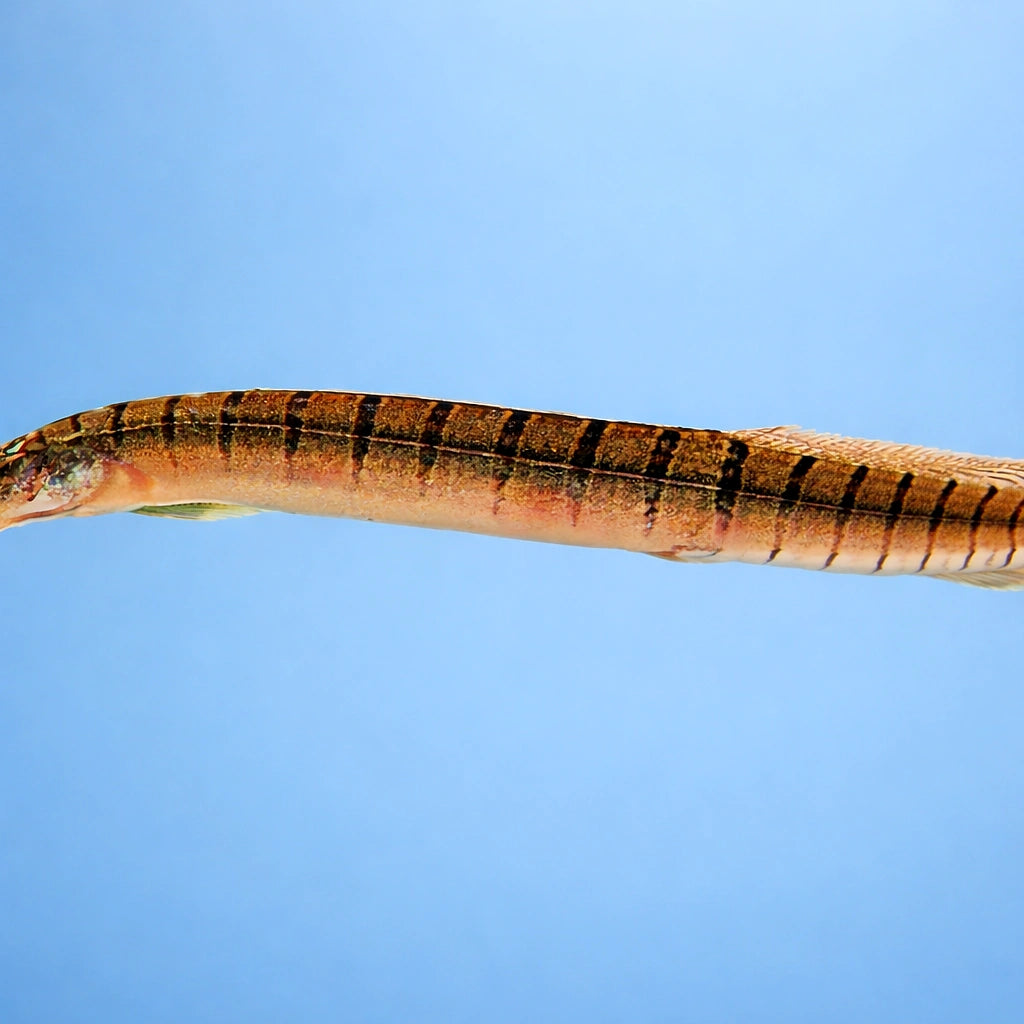 Zebra Spiny Eel — tropical fish for sale UK — AI side clean view