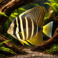 Zebrasoma Veliferum Surgeon Fish for UK Aquariums — tropical fish for sale UK — AI hero driftwood view