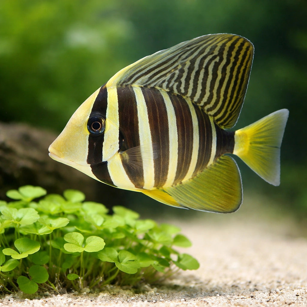 Zebrasoma Veliferum Surgeon Fish for UK Aquariums — tropical fish for sale UK — AI scale plant view