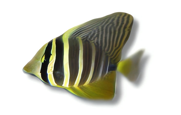 Zebrasoma Veliferum Surgeon Fish for UK Aquariums — tropical fish for sale UK