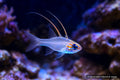 Zoramia leptacantha Longspine Cardinalfish with translucent body and blue eye highlights - AI-generated reference image